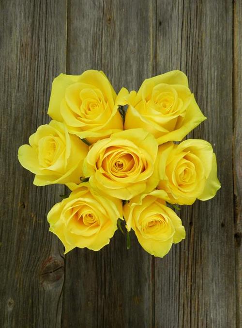 Wholesale Stardust Yellow Roses Delivered Online FlowerFarm